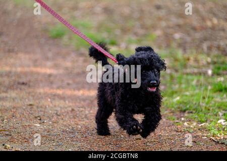 Un cucciolo di poodle nero in miniatura che corre in un parco Foto Stock