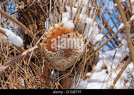 Alimentazione invernale per uccelli con semi di girasole Foto Stock