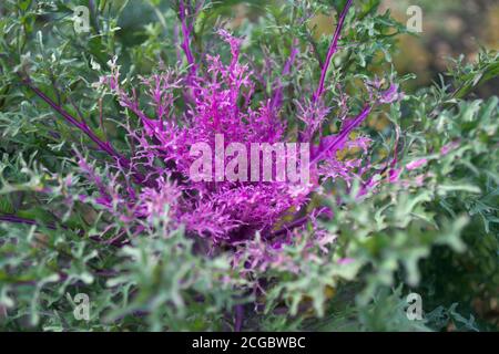 Il bel cavolo ornamentale magenta cresce nel giardino alla fine dell'autunno. Varietà ibrida "Peacock Red F1" Foto Stock