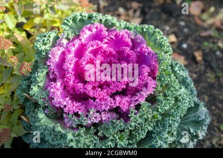 Vista dall'alto del cavolo decorativo che cresce in un letto di fiori. Varietà ibrida 'Nagoya Red F1'. Foto Stock