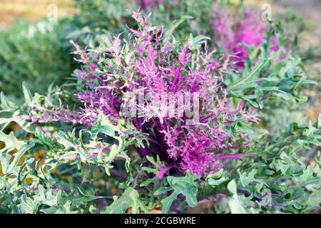 Il bel cavolo ornamentale cremisi cresce nel giardino alla fine dell'autunno. Varietà ibrida "Peacock Red F1" Foto Stock