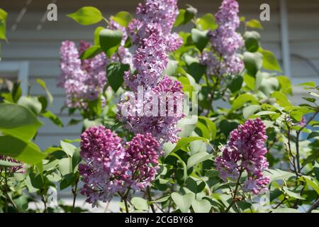 Lilla Bush ordinario (lat. Syrínga vulgáris) fiorisce sullo sfondo di una casa di villaggio in primavera. Foto Stock