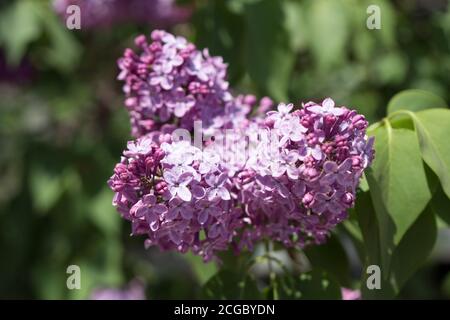 Fliorescenza in fiore del lilla ordinario (lat. Syrínga vulgáris) su uno sfondo di verde fogliame in primavera. Foto Stock