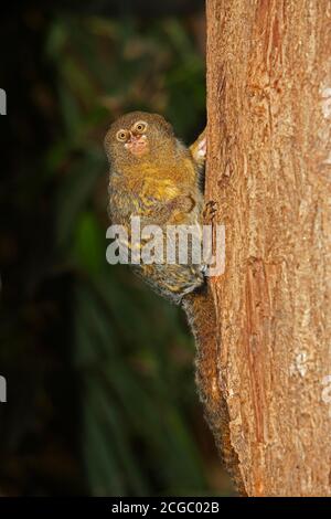 Pigmeo MARMOSET callithrix pygmaea, adulto appeso dal ramo Foto Stock