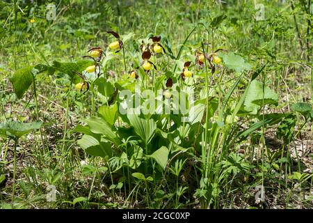 Cespuglio di rare orchidee gialle selvatiche grandiflora Slipper della signora (Cypripedium calceolus) che cresce in un verde gras di foresta in una giornata estiva. Foto Stock