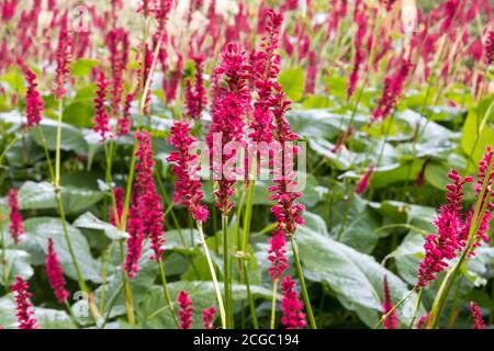 Primo piano massa di luminosi picchi rossi scarlatto di Persicaria Amplexicaulis "FISRetail" (bistorto rosso) fiori su steli lunghi sopra grandi foglie verdi dense Foto Stock