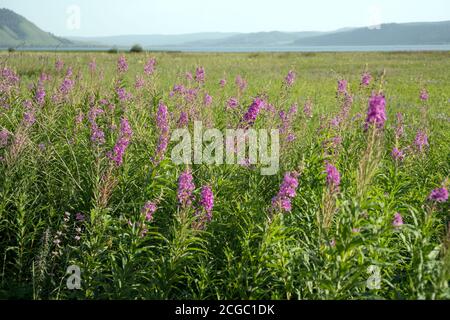 Fiori di tè Ivan o Cipro a foglie strette o tè Koporsky (Chamaenergetyangustifolium latino o Epilobium angustifolium) fiorisce sullo sfondo Foto Stock