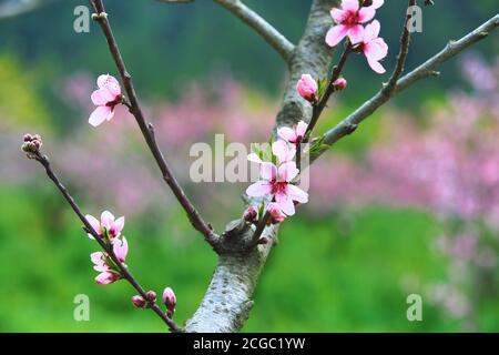 Rosa rosso con fiori di pesco,bella rosa fiori e boccioli di fiore sul ramo in primavera Foto Stock