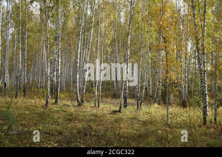 Autunno d'oro in un boschetto di betulla nel mese di settembre. Foto Stock