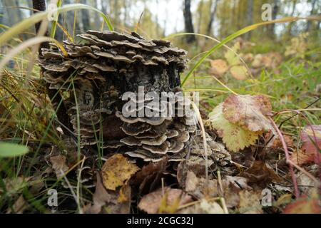 Parassita dei funghi. Il fungo di Tinder (Trametes versicolor) cresce su un ceppo di betulla nella foresta di autunno. Foto Stock