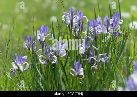 Bush fioritura Iris Siberiano Blu (latino Iris sibirica) cresce in un prato verde. Foto Stock