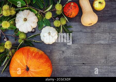 Vacanze e stagione - autunno. Diverse bellissime zucche colorate con sfondo scuro. Copia spazio. Foto Stock