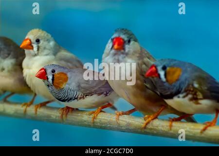 I canari sono seduti su un persico. Foto Stock