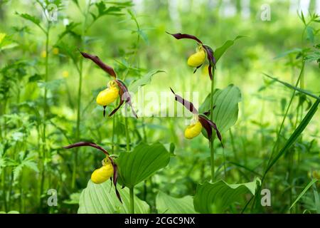 Quattro rare orchidee selvatiche Lady's Slipper Real (Cypripedium calceolus) nella foresta. Foto Stock