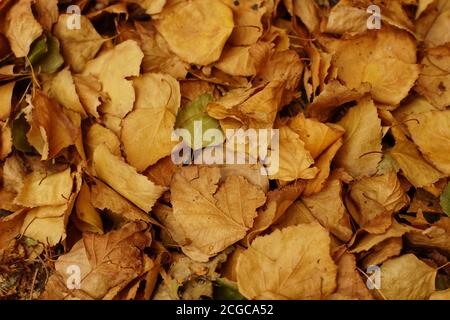 Retro di foglie di autunno di betulla marrone secco caduto Foto Stock