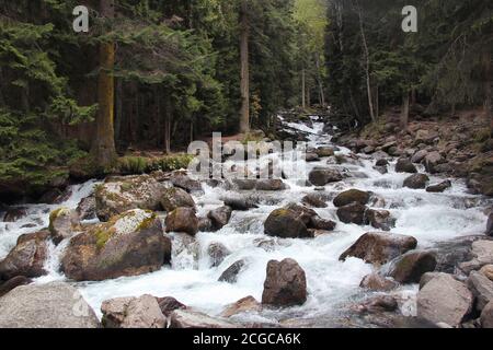 Bella cascata calma nella foresta di conifere. L'acqua scorre attraverso pietre ricoperte di muschio. Foto Stock