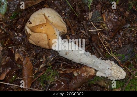 Uovo di strega con un piccolo stinkhorn bianco caduto sulla foresta suolo Foto Stock