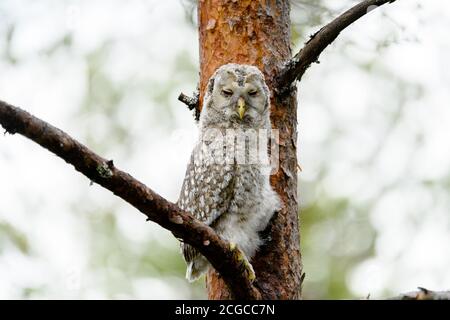 Gufo giovane, gufo di Ural (Strix uralensis) nella pineta della foresta finlandese, che riposa durante il giorno Foto Stock