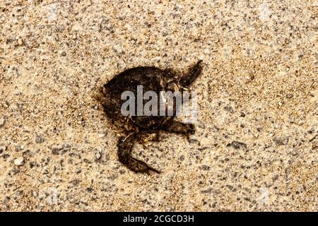 Toad è schiacciato improvvisamente su strada dalla ruota della vostra auto. L'immagine sembra sgradevole, ma l'avete fatto! - ogni giorno le automobili distruggono miliardi di animali Foto Stock