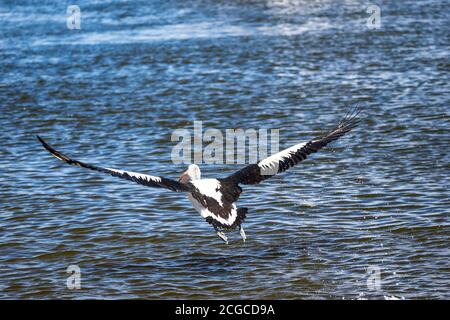 Pellicano australiano con ampie ali sparse che volano su scintillanti blu acqua Foto Stock