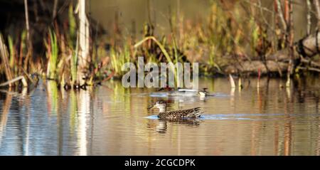 Coppia di teal europeo (Anas crecca) femmina in primo piano nella vegetazione paludosa sulla riva del lago. Primavera, anatre nell'allevamento piumaggio, nidificazione perio Foto Stock