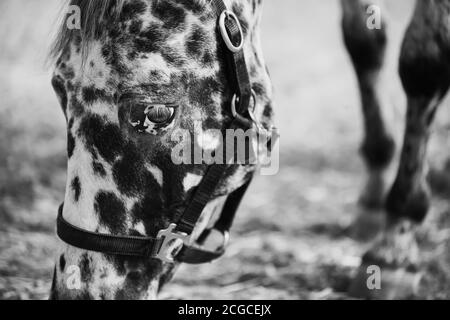 Ritratto in primo piano in bianco e nero di un bel cavallo macchiato con ciglia bianche e una bretella sul suo muso che pascola e mangia. Foto Stock