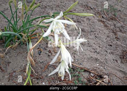 Daffodil mare (pancratium maritimum) a Porto Ottiolu spiaggia, Sardegna, Italia Foto Stock