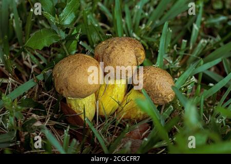 Funghi Puffy gialli in un gruppo in erba - primo piano Foto Stock