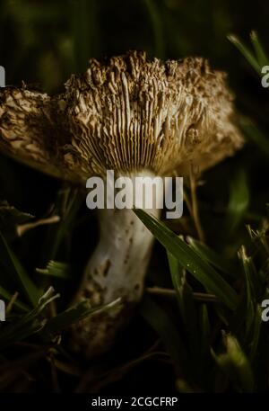 Primo piano di funghi bianchi in erba Foto Stock