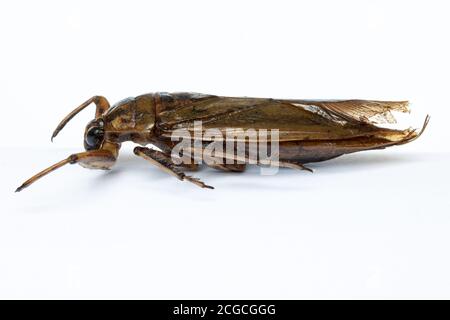 Un insetto d'acqua gigante fritto - Lethocerus indicus, isolato su sfondo bianco. Insetto arrosto, primo piano. Un insetto commestibile. Foto Stock