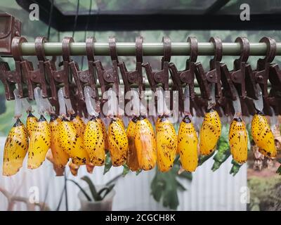 Bambole farfalla. I cocoons gialli luminosi delle farfalle pendono sui clothespins in previsione della schiusa. Allevamento artificiale Foto Stock