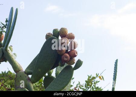 Pera di prugne, frutto dolce che cresce su un cactus pieno di spine e la pelle del frutto anche piena di spine e punte. Questo frutto cresce in tropicale Foto Stock