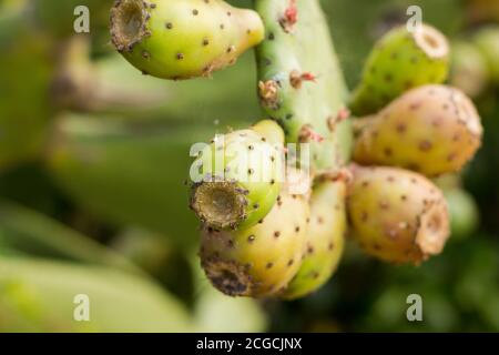 Pera di prugne, frutto dolce che cresce su un cactus pieno di spine e la pelle del frutto anche piena di spine e punte. Questo frutto cresce in tropicale Foto Stock