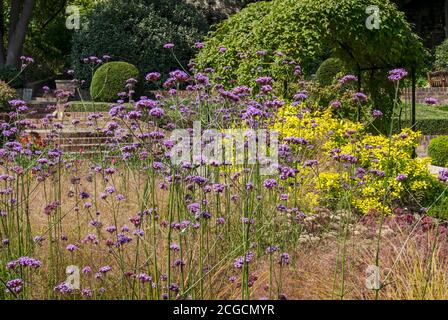 Verbena bonariensis fioritura fiori viola in un confine erbaceo in un cottage giardino estate Inghilterra Regno Unito Regno Unito GB Gran Bretagna Foto Stock