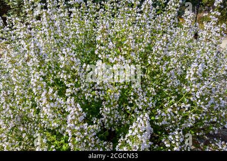 Primo piano dei salati fiori invernali di piante aromatiche Satureja montana che crescono in un confine nel giardino estivo Inghilterra Regno Unito Regno Unito Gran Bretagna Foto Stock