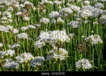 Primo piano di fiori orientali bianchi d'aglio erba cipollina in crescita Un giardino Inghilterra Regno Unito GB Gran Bretagna Foto Stock