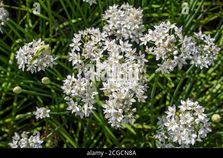 Primo piano di fiori orientali bianchi d'aglio erba cipollina dall'alto Crescere in un giardino Inghilterra Regno Unito GB Great La Gran Bretagna Foto Stock