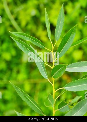 foglie di salice verde su sfondo di piante verdi Foto Stock