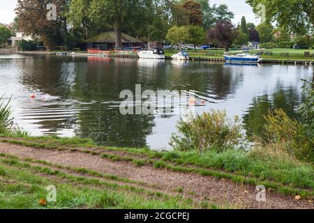 Due femmine nuotano nel Tamigi a Teddington LOCK, Inghilterra, Regno Unito Foto Stock