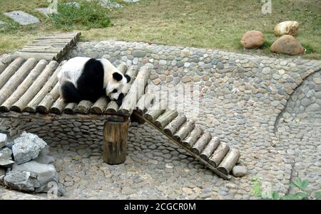 Seven Star Park, Guilin nella provincia di Guangxi, Cina. Un panda solitario alla casa dei panda nel Seven Star Park di Guilin. Foto Stock
