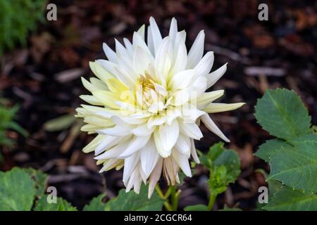 Dahlia 'Don Hill' un fiore bianco semi-cactus fiore estivo immagine fotografica di stock di pianta di tuber Foto Stock