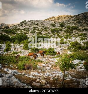 Cavalli selvatici nel parco nazionale di Biokovo, Croazia Foto Stock