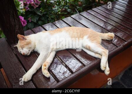 Gatto zenzero dormiente su tavolo di legno / gatto marrone bianco Foto Stock