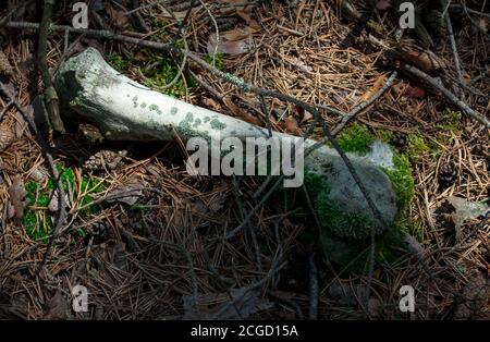 Osso grosso di un animale sopravivellato di muschio e sdraiato su un fondo boschivo coperto di pino, da vicino Foto Stock