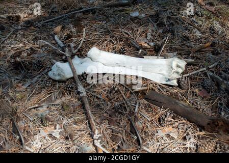 Osso grosso di un animale sopravivellato di muschio e sdraiato su un fondo boschivo coperto di pino, da vicino Foto Stock