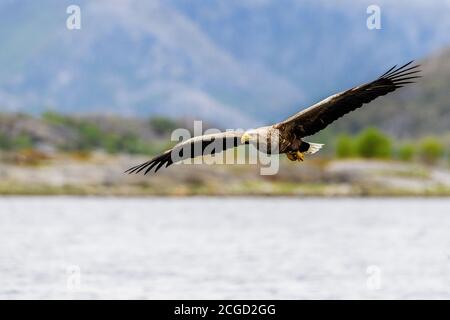 Aquila dalla coda bianca a Flatanger, Norvegia Foto Stock
