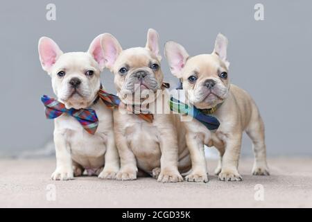 Tre adorabili cuccioli di cane Bulldog francese cuccioli filac colorati che indossano viscere corrispondenti che si trovano insieme di fronte alla parete grigia Foto Stock
