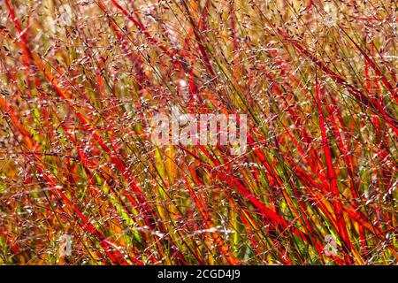 Panicum virgatum ‘Shenandoah’, Red Switch Grass Panicum ‘Shenandoah’ Erba ornamentale all'inizio dell'autunno Foto Stock