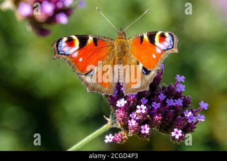 Verbena bonariensis farfalla di pavone su fiore Aglais io Foto Stock