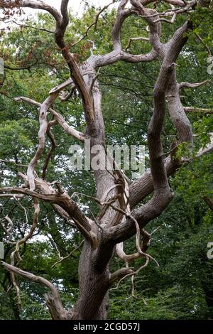 Un antico albero senza frondolo intrecciato e gnarled in una foresta del Worcestershire. Foto Stock